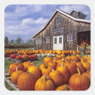 VS, Vermont, Shelbourne, Pumpkins Vierkante Sticker