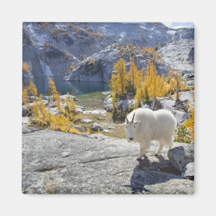 VS, WA, Alpine Lakes Wildernis Enchantments. Magneet