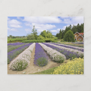 VS, WA, Sequim, Purple Haze Lavender Farm Briefkaart