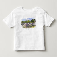 VS, WA, Sequim, Purple Haze Lavender Farm