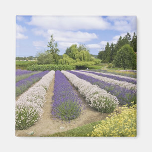 VS, WA, Sequim, Purple Haze Lavender Farm Magneet