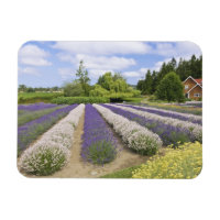 VS, WA, Sequim, Purple Haze Lavender Farm