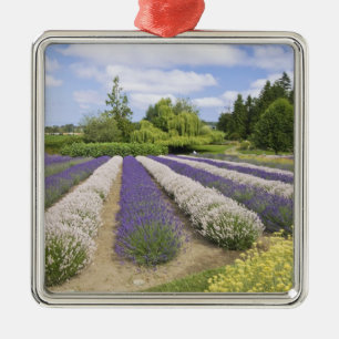 VS, WA, Sequim, Purple Haze Lavender Farm Metalen Ornament
