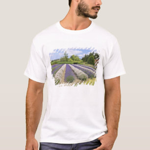 VS, WA, Sequim, Purple Haze Lavender Farm T-shirt