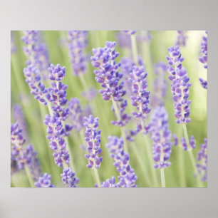 VS, WA, Squim, Lavendel (Selectieve Focus) Poster