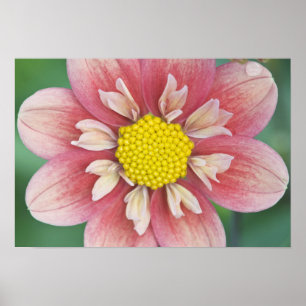 VS, Washington, Bellevue, Bellevue Botanische tuin Poster
