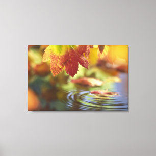 VS, Washington, Bellingham, Close-up van herfst Canvas Afdruk