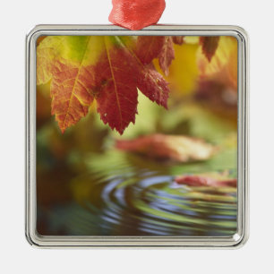 VS, Washington, Bellingham, Close-up van herfst Metalen Ornament