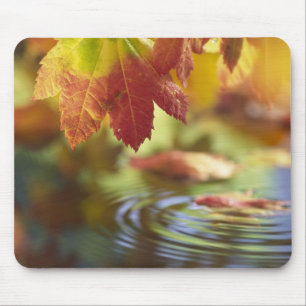 VS, Washington, Bellingham, Close-up van herfst Muismat