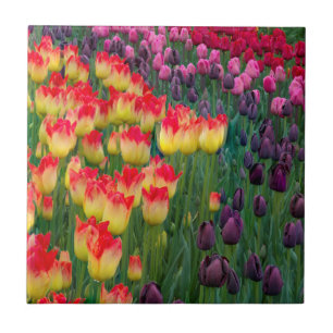 VS, Washington. Bloeiende tulpen 2 Tegeltje