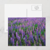 VS, Washington, Clallam County, Lupine Briefkaart (Voorkant / Achterkant)