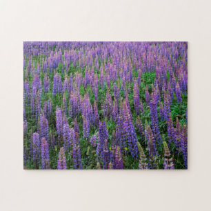 VS, Washington, Clallam County, Lupine Legpuzzel
