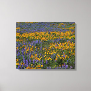 VS, Washington, Columbia River Gorge National Canvas Afdruk