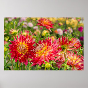 VS, Washington. Dahlia Bloemen In Tuin Poster