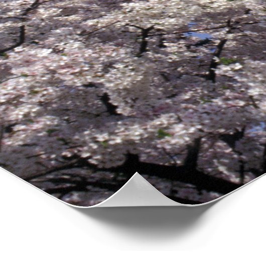 VS, Washington DC. Cherry Blossom Festival en Poster (Hoek)