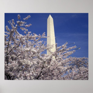 VS, Washington DC. Cherry Blossom Festival en Poster