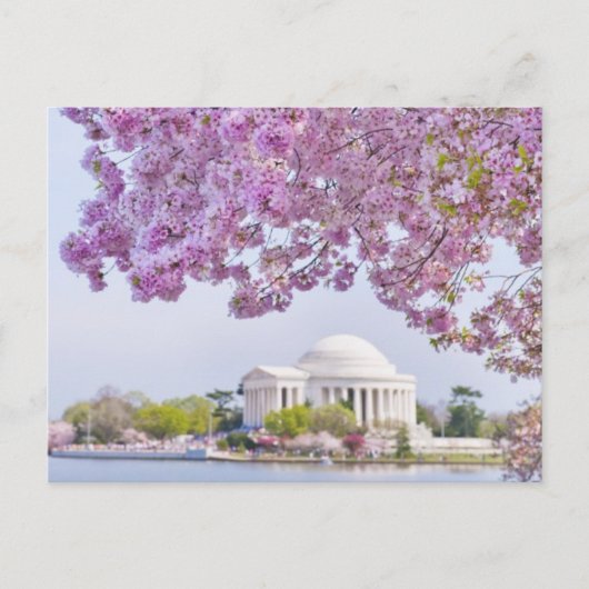 VS, Washington DC, Cherry tree in bloom Briefkaart (Voorkant)
