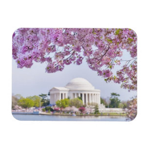 VS, Washington DC, Cherry tree in bloom Magneet