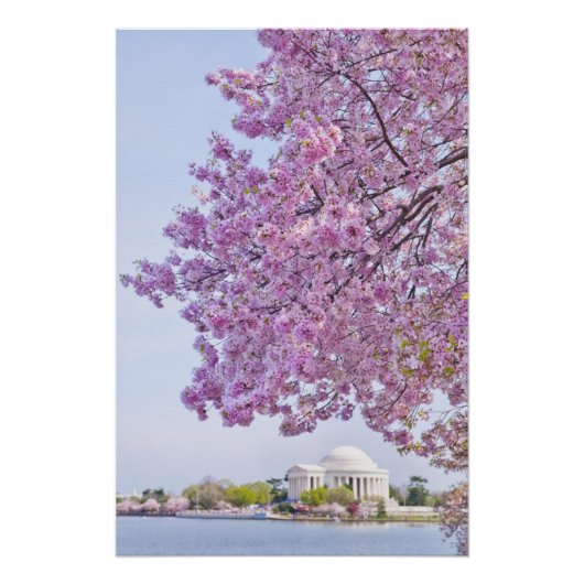 VS, Washington DC, Cherry tree in bloom Perfect Poster (Voorkant)