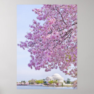 VS, Washington DC, Cherry tree in bloom Poster
