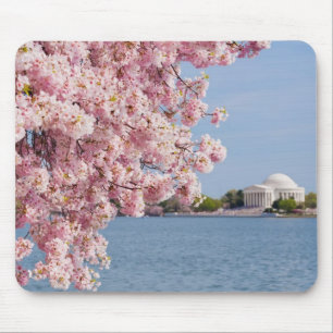 VS, Washington DC, Cherry tree Muismat