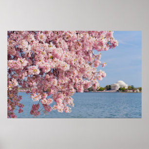 VS, Washington DC, Cherry tree Poster