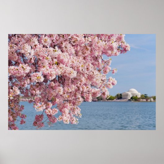 VS, Washington DC, Cherry tree Poster (Voorkant)