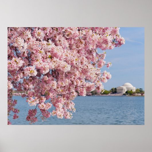 VS, Washington DC, Cherry tree Poster (Voorkant)
