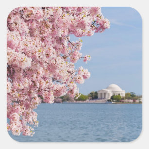 VS, Washington DC, Cherry tree Vierkante Sticker
