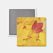 VS, Washington, Finch Arboretum, Red en Magneet (Voorkant / Achterkant)