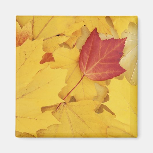 VS, Washington, Finch Arboretum, Red en Magneet (Voorkant)