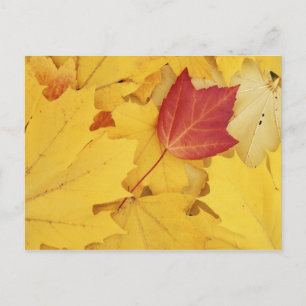 VS, Washington, Finch Arboretum, Rood en Briefkaart
