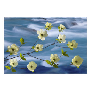 VS, Washington, Hood Canal. Pacifische dogwood Foto Afdruk