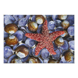 VS, Washington, Hood Canal, Seabeck. Sluiten Foto Afdruk