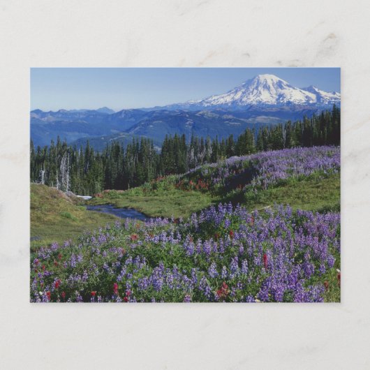 VS, Washington Mt. Adams Wilderness, Meadows Briefkaart (Voorkant)