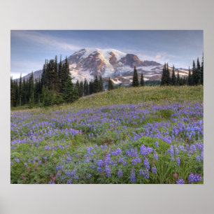VS, Washington, Mt. Rainier NP, Mt. Rainier en Poster