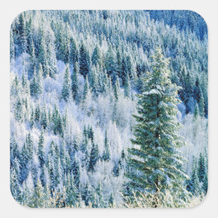 VS, Washington, Mt. Spokane State Park, Aspen Vierkante Sticker
