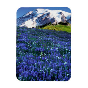 VS, Washington, Nationaal park Mount Rainier. Mt. Magneet