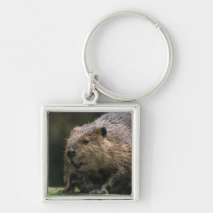 VS, Washington, Northwest Trek. Bever Sleutelhanger