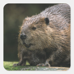 VS, Washington, Northwest Trek. Bever Vierkante Sticker