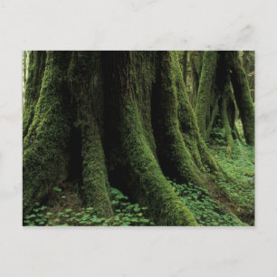 VS, Washington, Olympic National Park, 2 Briefkaart