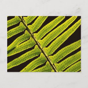 VS, Washington, Olympic National Park, Achterlicht Briefkaart