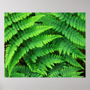 VS, Washington, Olympic National Park, Athyrium Poster