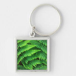 VS, Washington, Olympic National Park, Athyrium Sleutelhanger