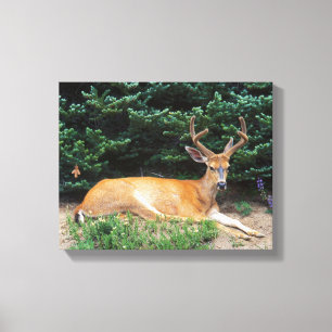 VS, Washington, Olympic National Park Canvas Afdruk