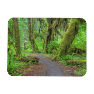 VS, Washington, Olympic National Park, Hoh-regen Magneet