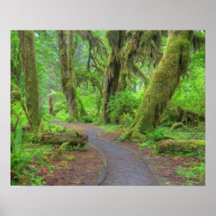 VS, Washington, Olympic National Park, Hoh-regen Poster