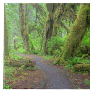 VS, Washington, Olympic National Park, Hoh-regen Tegeltje