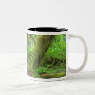 VS, Washington, Olympic National Park, Hoh-regen Tweekleurige Koffiemok