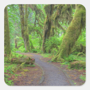 VS, Washington, Olympic National Park, Hoh-regenwo Vierkante Sticker